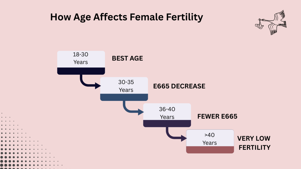 Chart showing how age affects Female Fertility, highlighting fertility levels from ages 18–30 (best fertility), 30–35 (female fertility begins to decline), 36–40 (lower female fertility), and over 40 (very low female fertility).